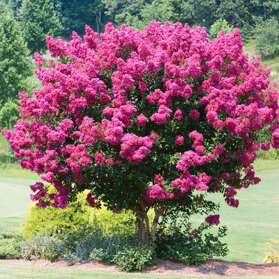 Top 10 Trees for Small Spaces | Don Callahan Real Estate Group at KW